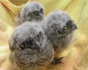 baby owls audobon