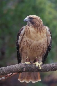 oregon zoo camp