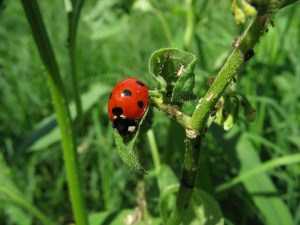 ladybug