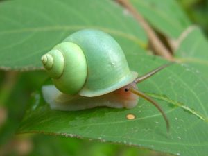 snail