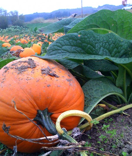 kruger-farm-sauvie-island-image-courtesy-of-kruger-farm