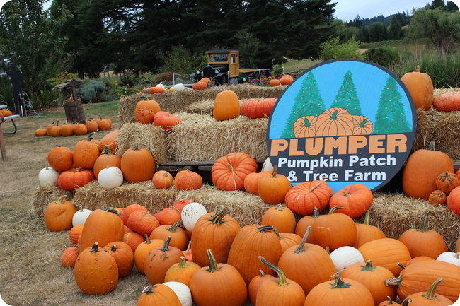 plumper-pumpkins-nw-portland-image-courtesy-of-plumper-pumpkins