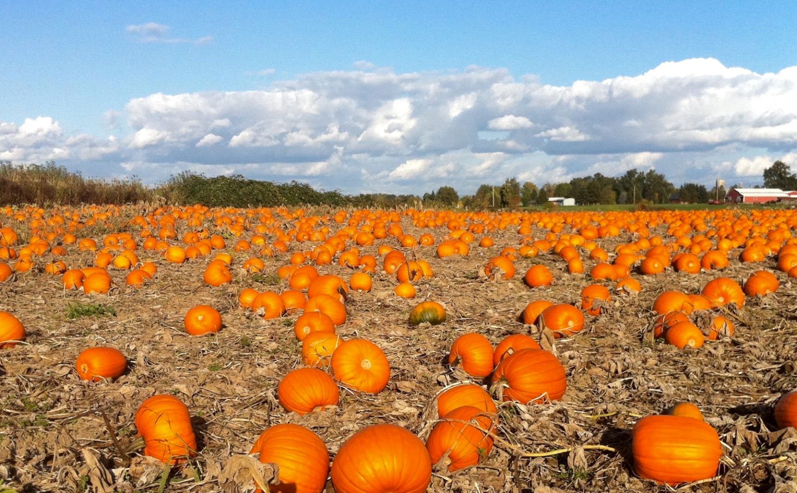 8 Pumpkin Patches You'll Love this Fall - NW Kids Magazine