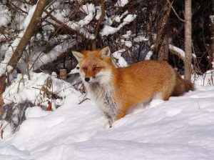 red-fox