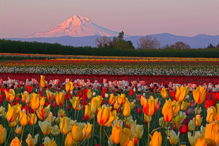 Wooden Shoe Tulip Farm