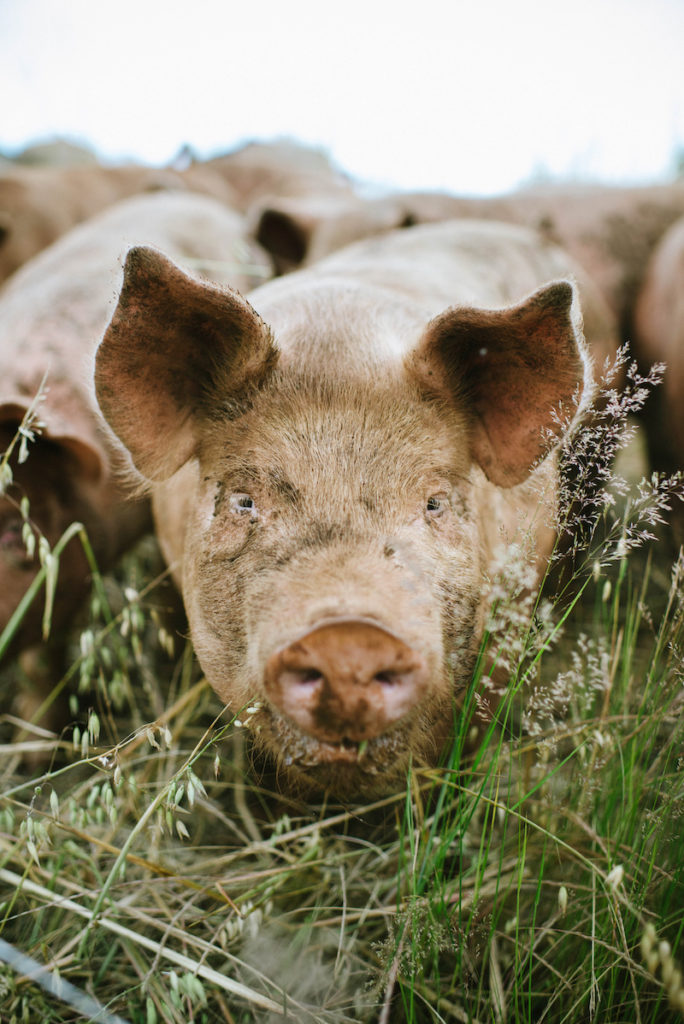 Campfire farms pigs