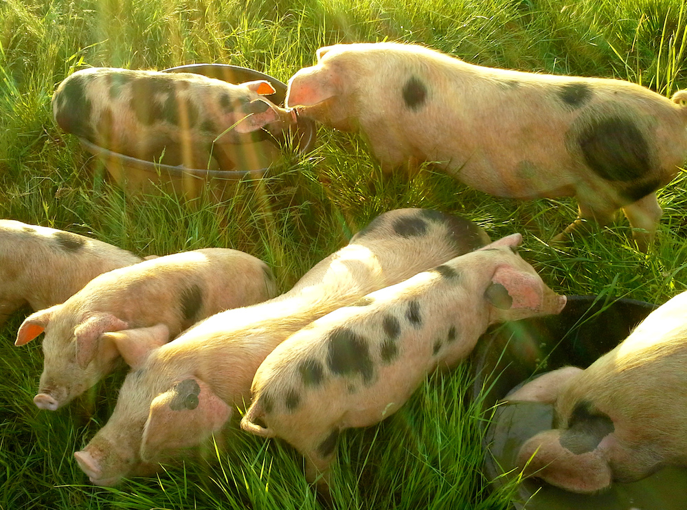 Moomaw Family Farm pigs