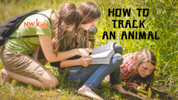 How to Track an Animal