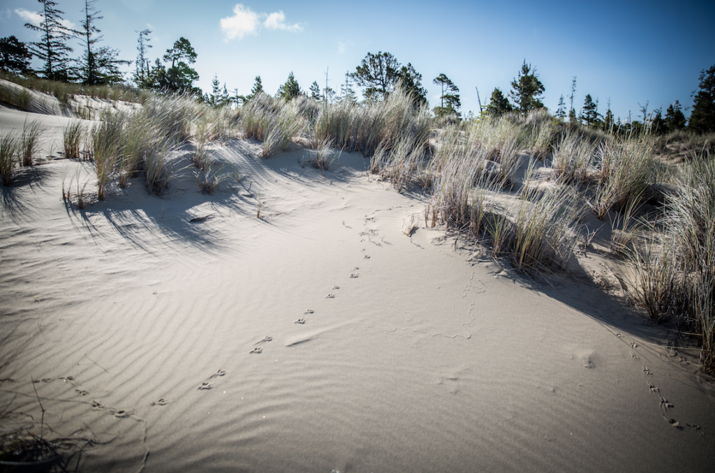 animal tracks