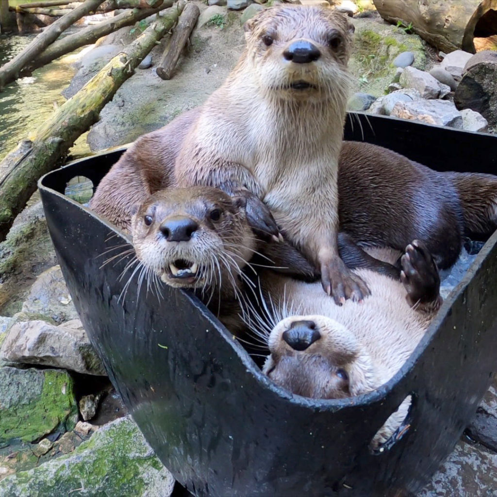 oregon zoo